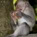 monkey_macaque_balinese_mf_ubud_v_1169_bal4887.jpg